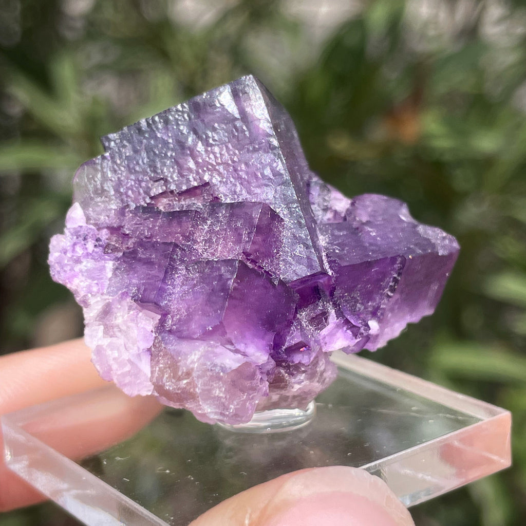 MN0088-Fluorite