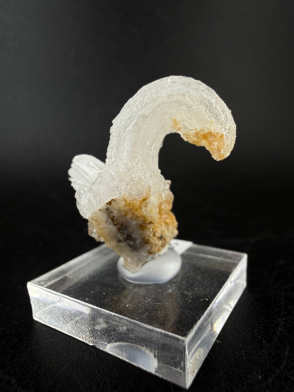 Gypsum Var. Selenite "Ram's Horn"