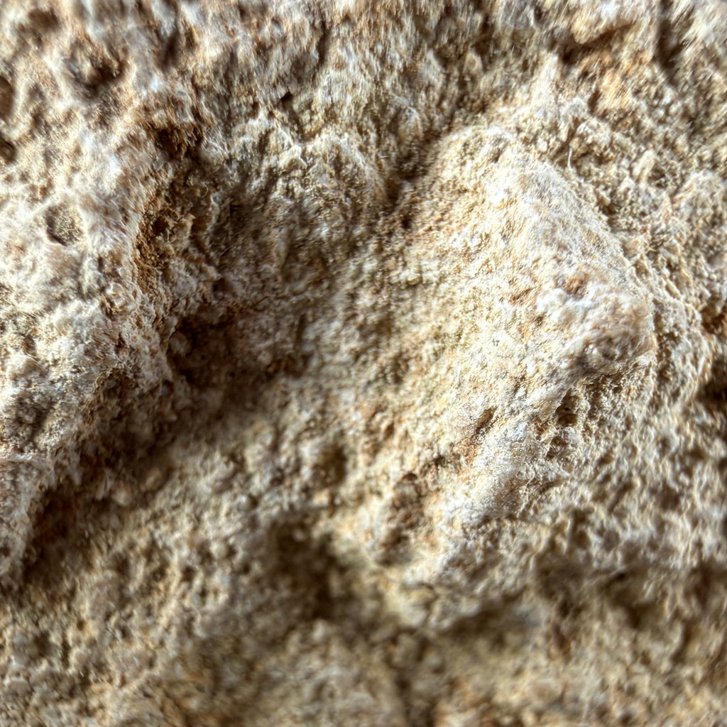 Aragonite "Indian Dollar"