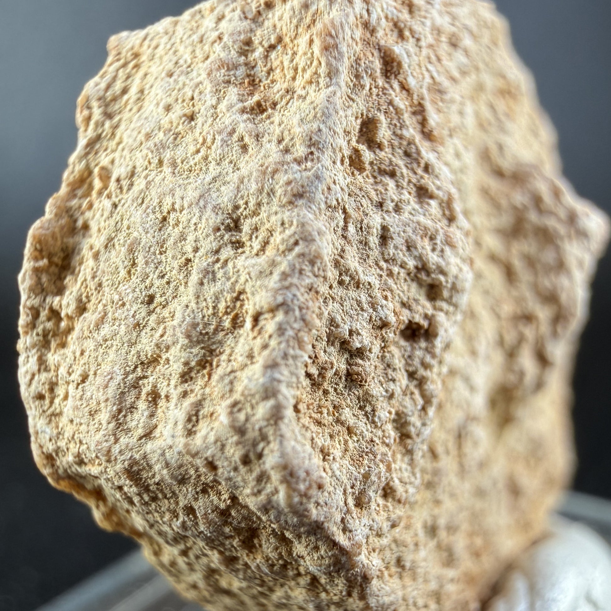 Aragonite "Indian Dollar"