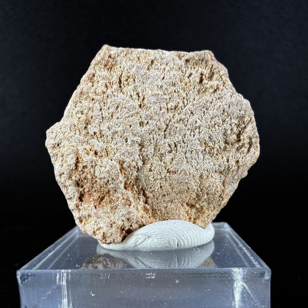 Aragonite "Indian Dollar"