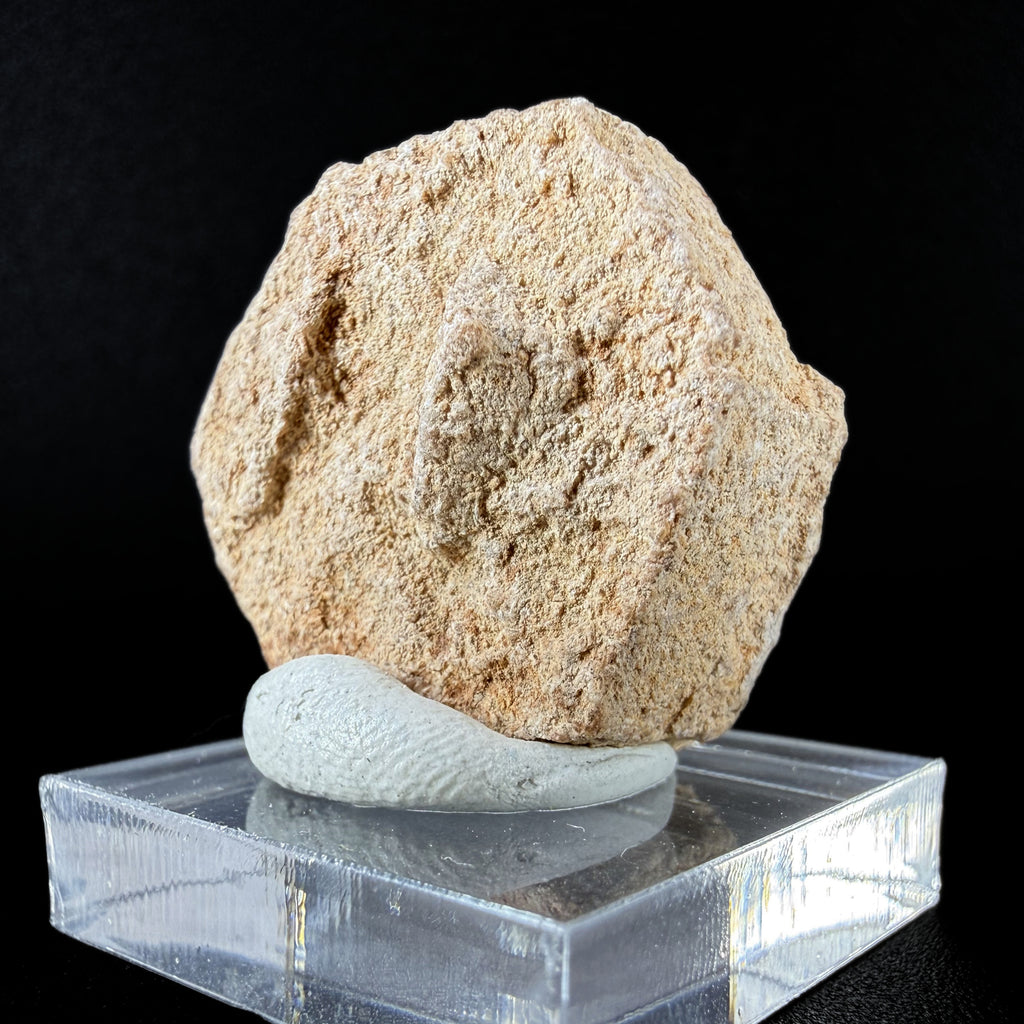 Aragonite "Indian Dollar"