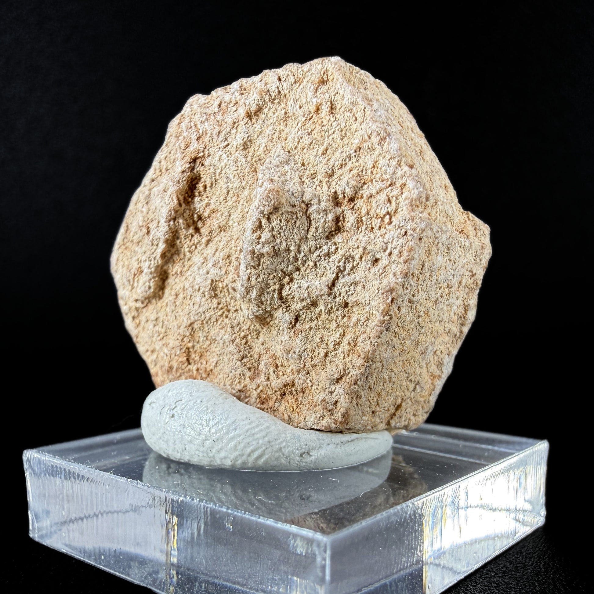 Aragonite "Indian Dollar"