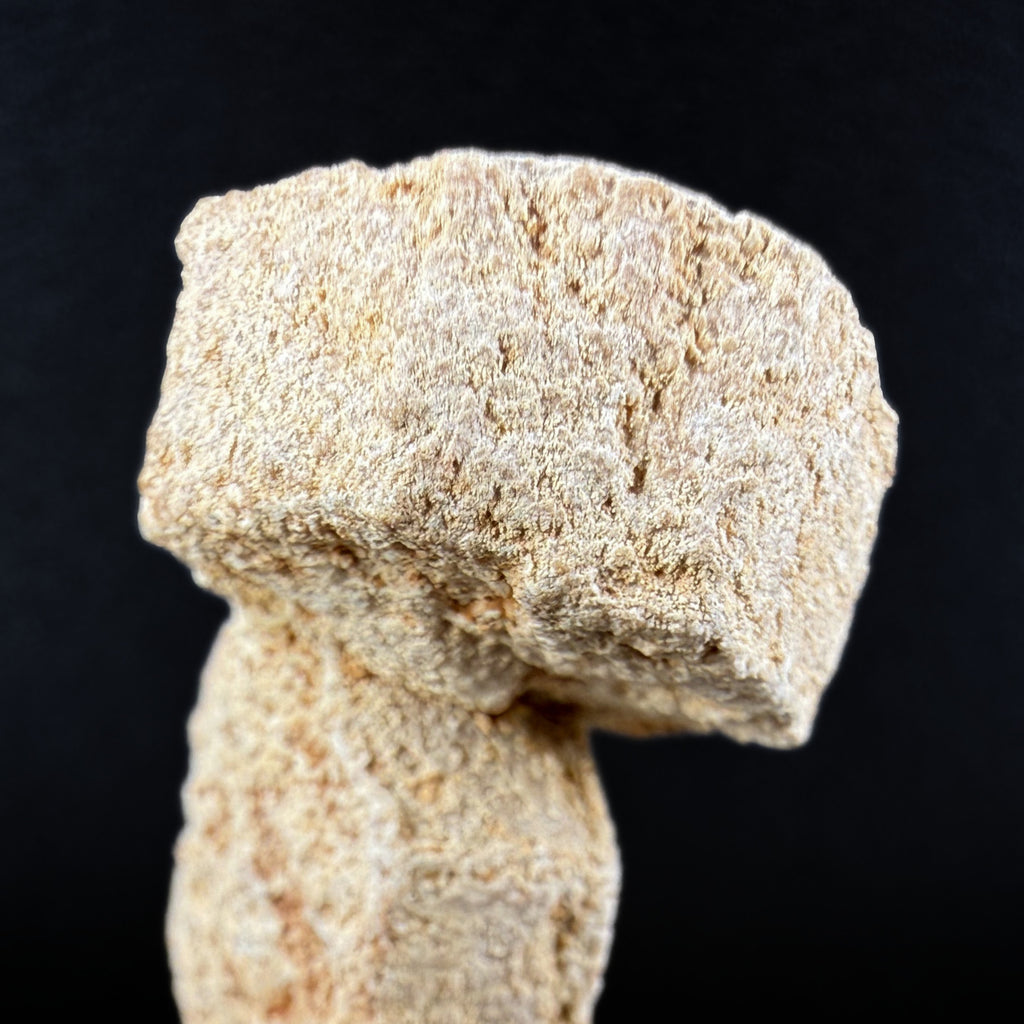 Aragonite "Indian Dollar"