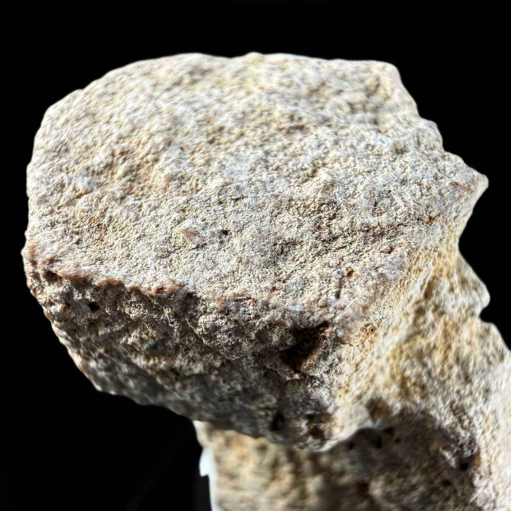 Aragonite "Indian Dollar"