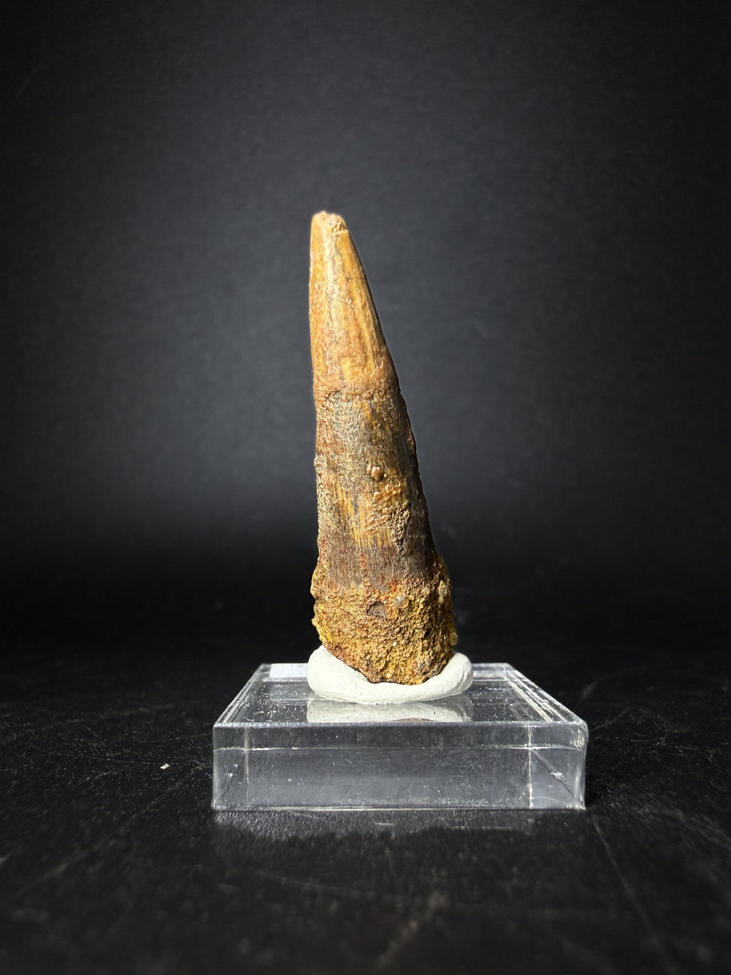 Spinosaurus Tooth (Spinosaurus Aegyptiacus)