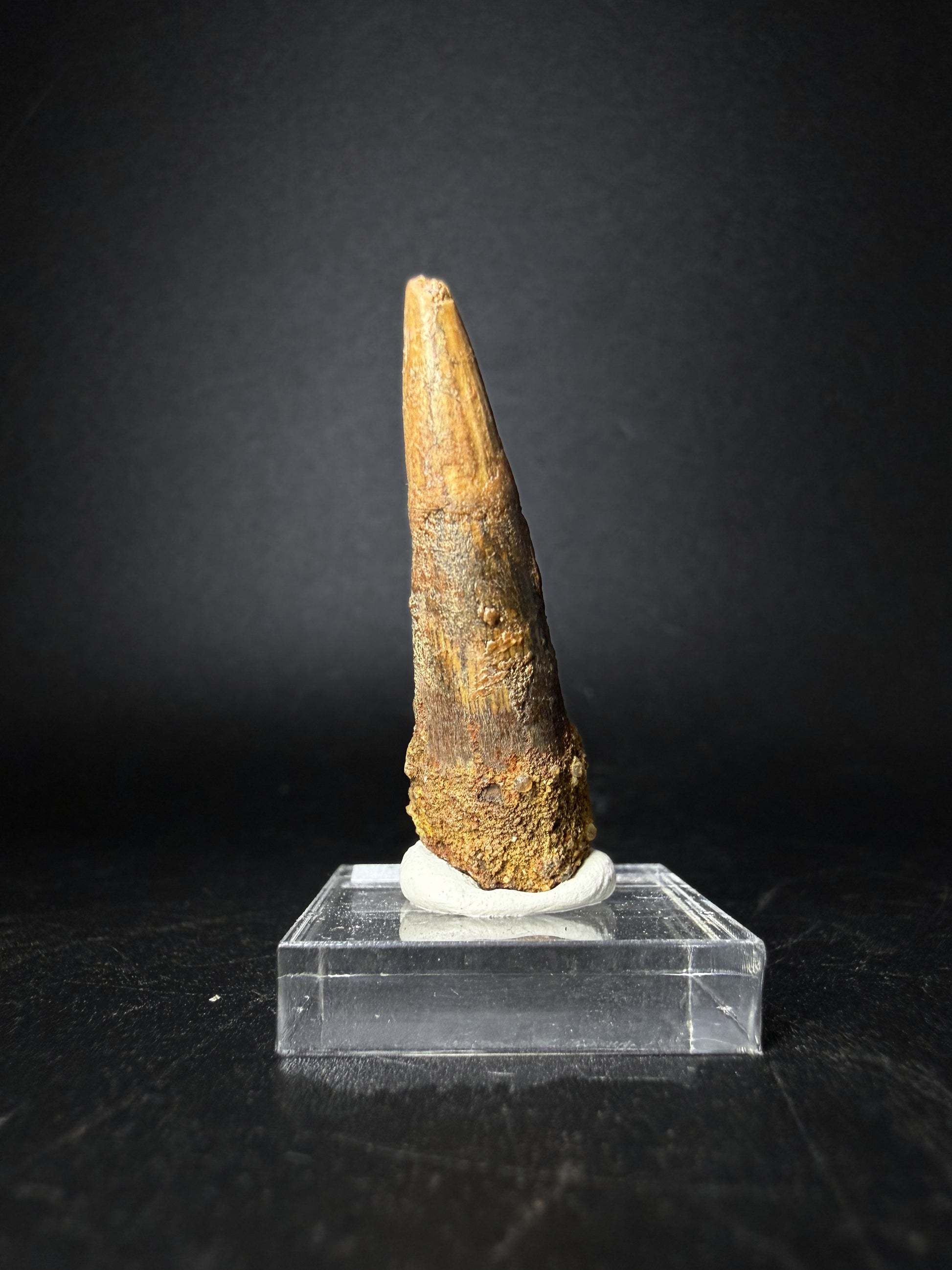 Spinosaurus Tooth (Spinosaurus Aegyptiacus)