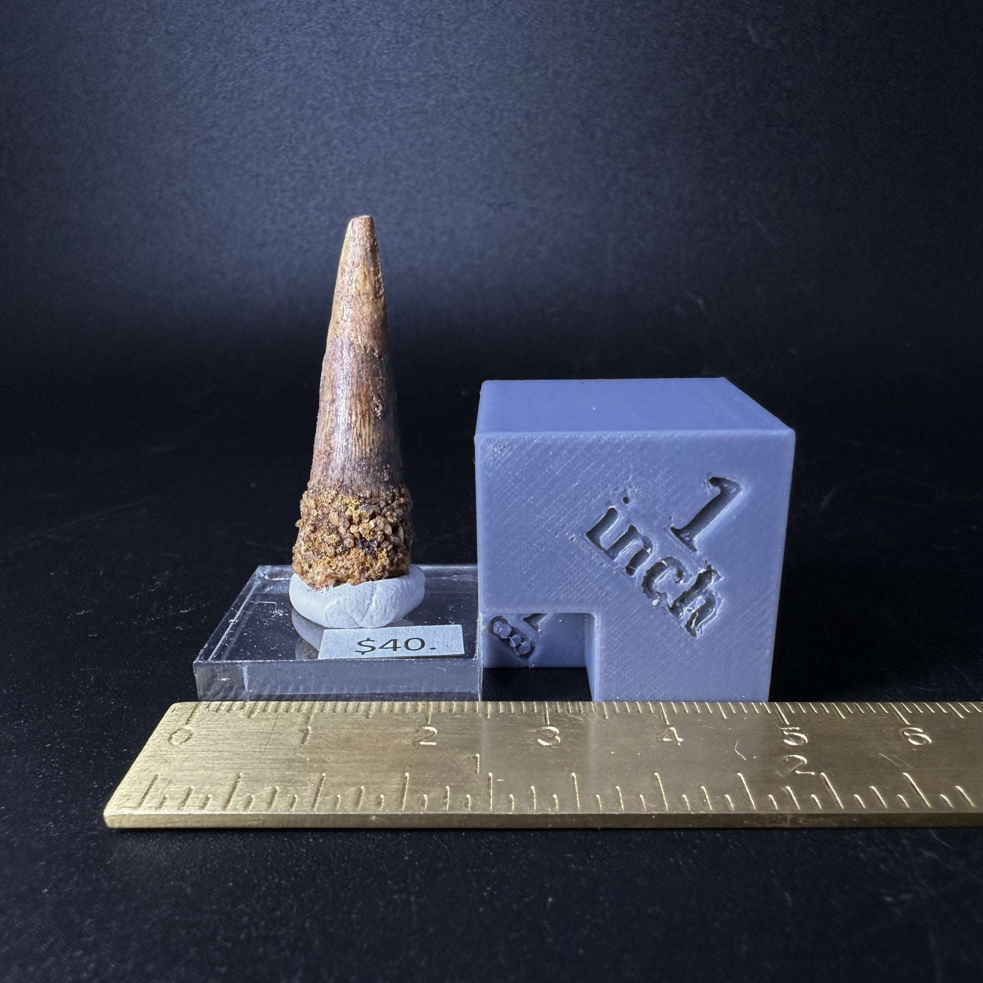 Spinosaurus Tooth (Spinosaurus Aegyptiacus)