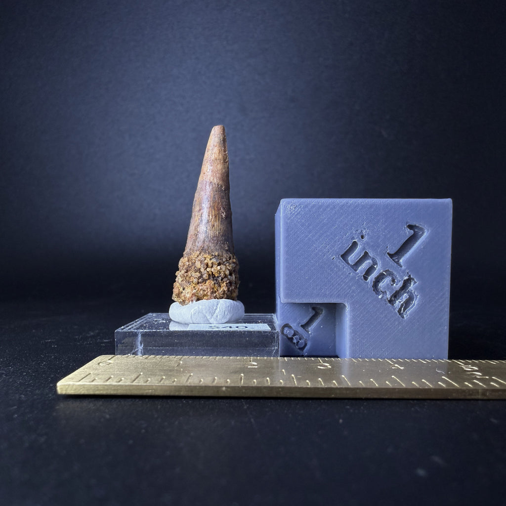 Spinosaurus Tooth (Spinosaurus Aegyptiacus)