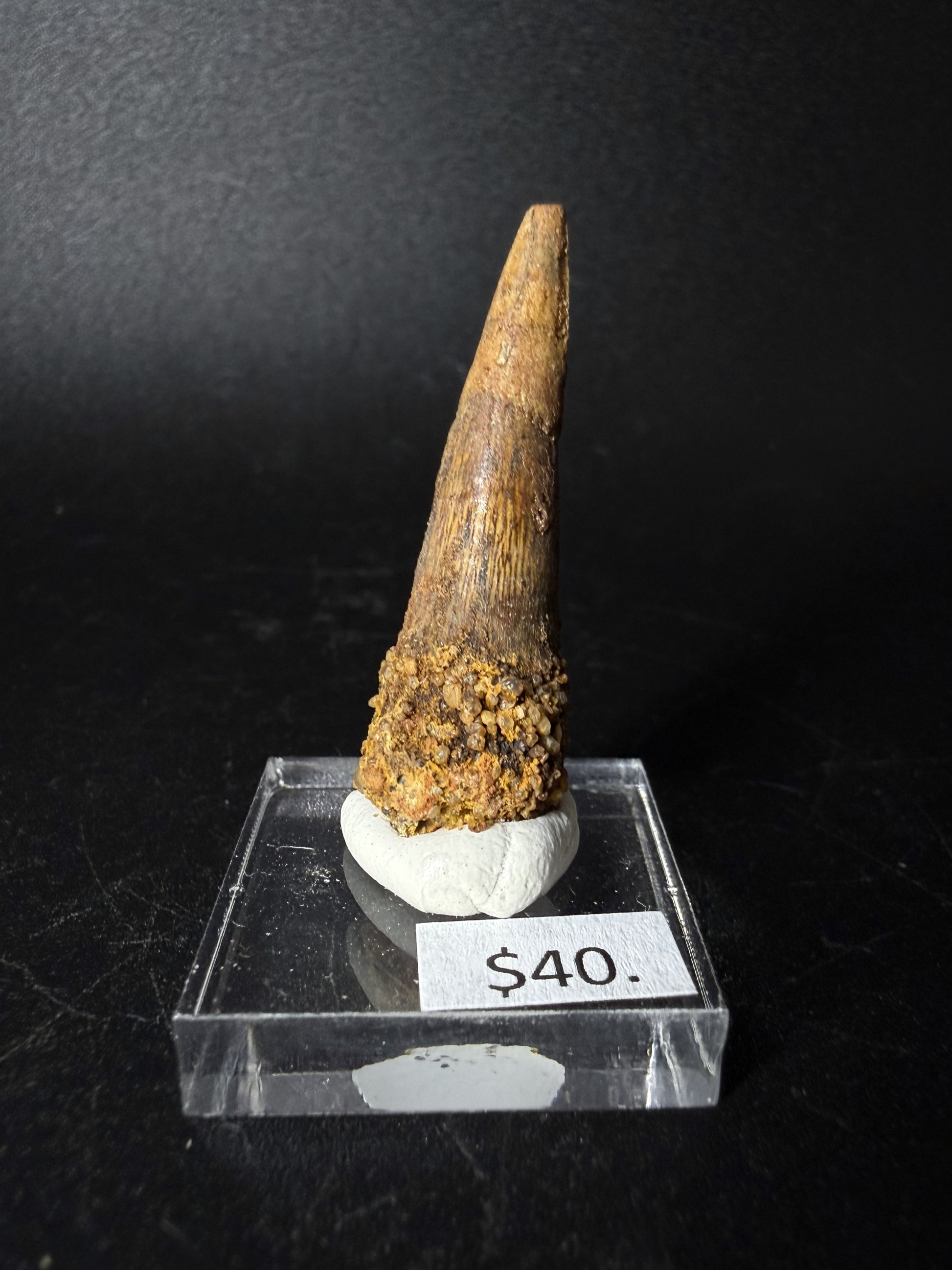 Spinosaurus Tooth (Spinosaurus Aegyptiacus)