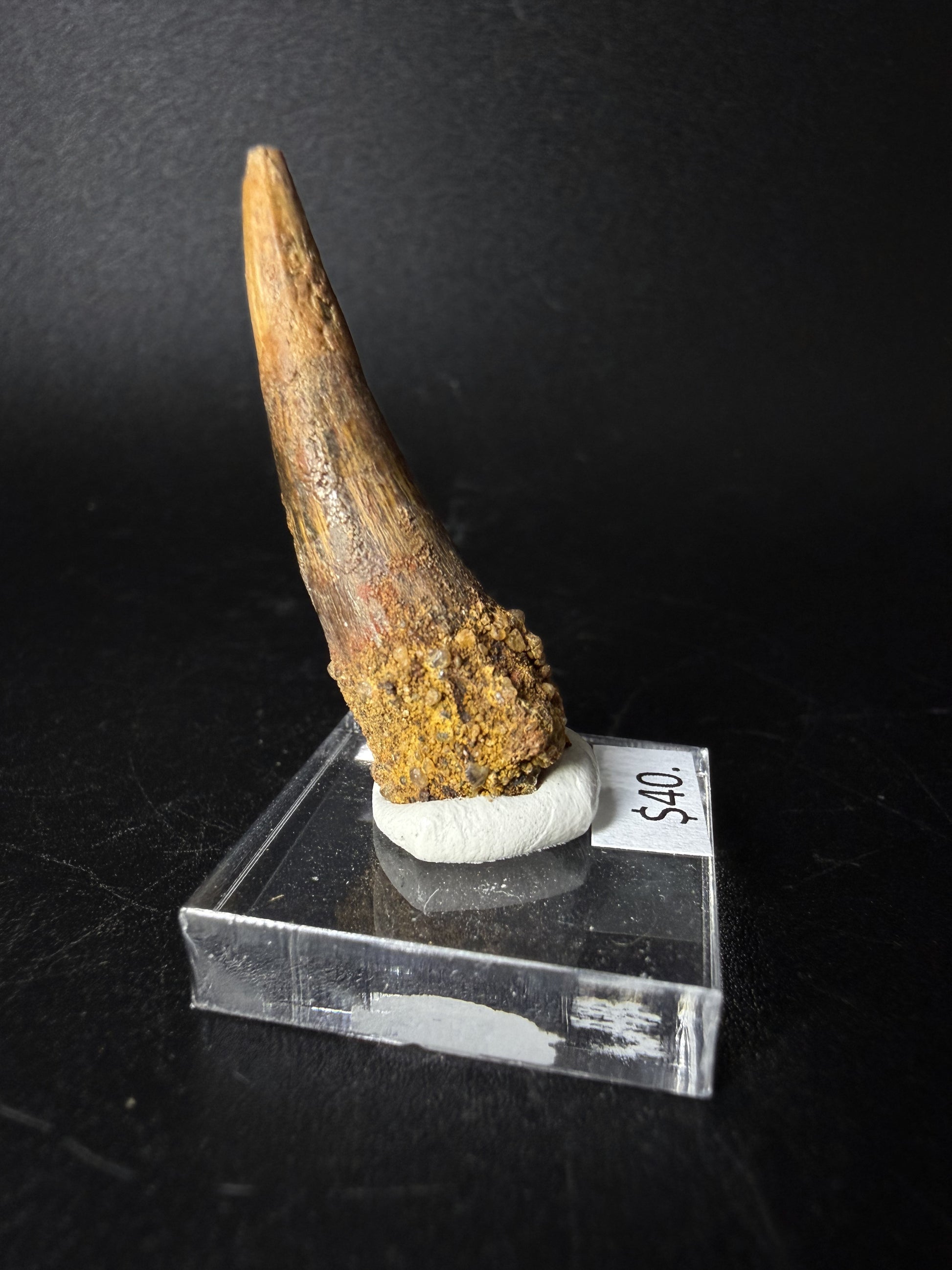 Spinosaurus Tooth (Spinosaurus Aegyptiacus)