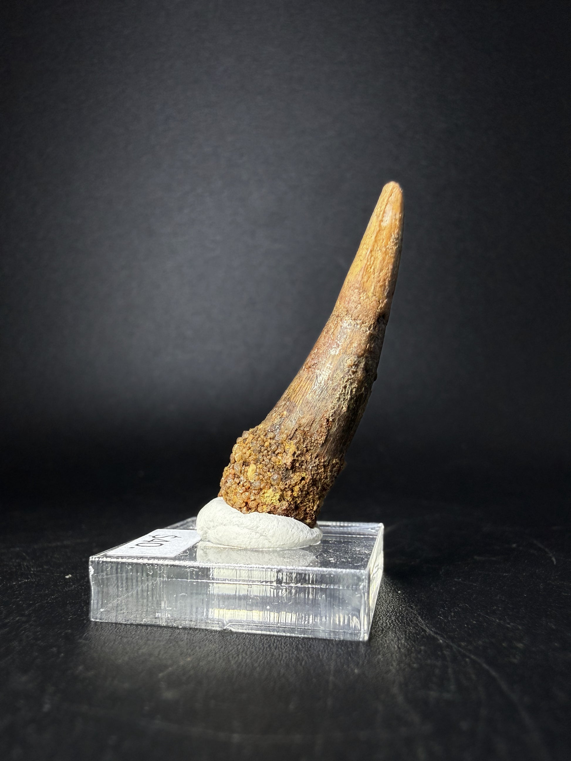 Spinosaurus Tooth (Spinosaurus Aegyptiacus)