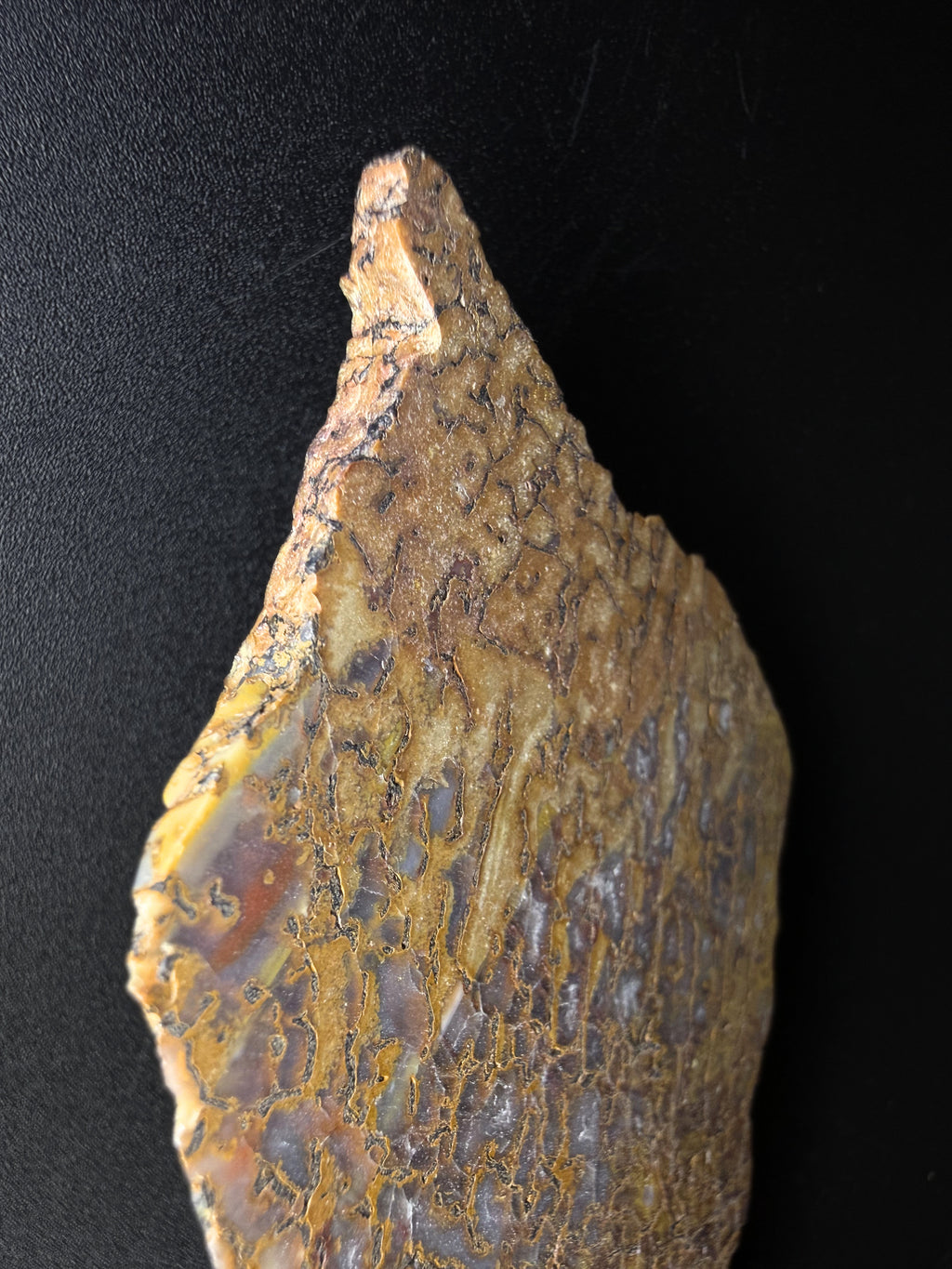 Fossil Dino Bone