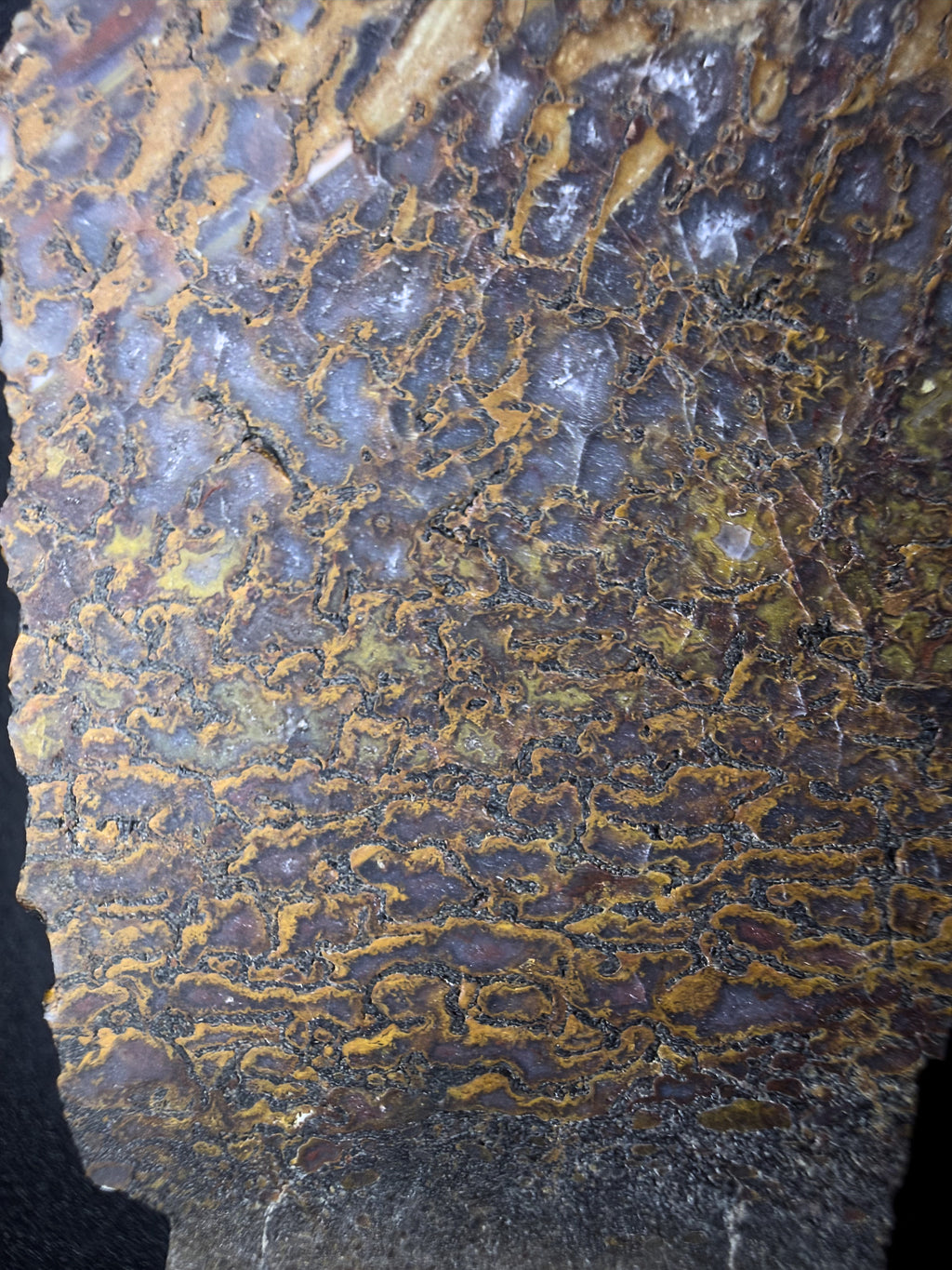 Fossil Dino Bone