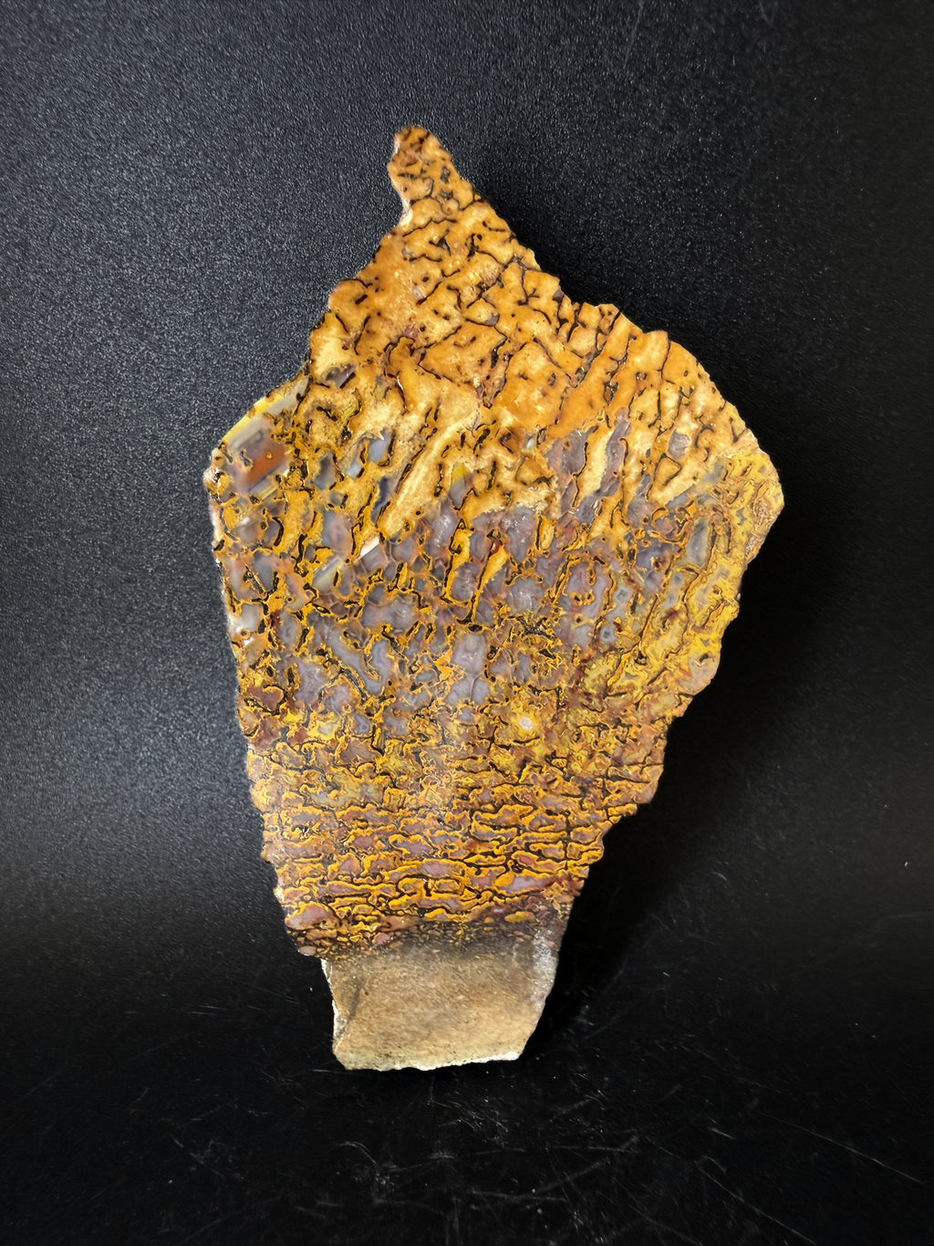 Fossil Dino Bone