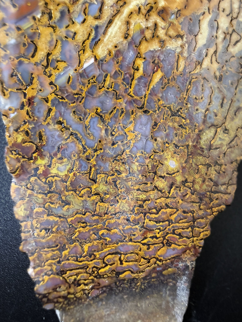 Fossil Dino Bone