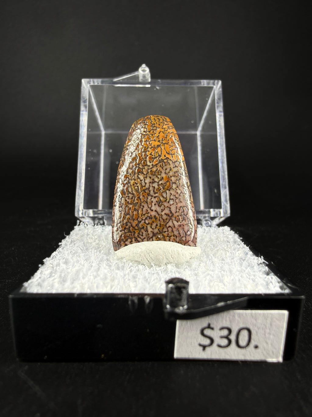 Fossil Dinosaur Bone