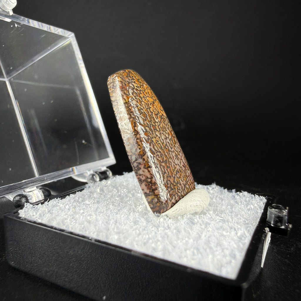 Fossil Dinosaur Bone