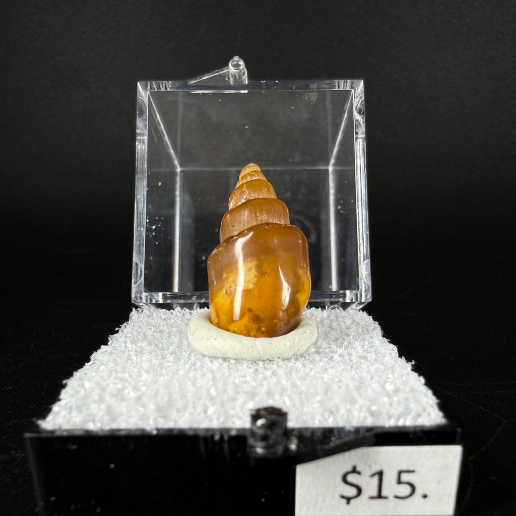 Agate (Replaced Gastropod Shells)
