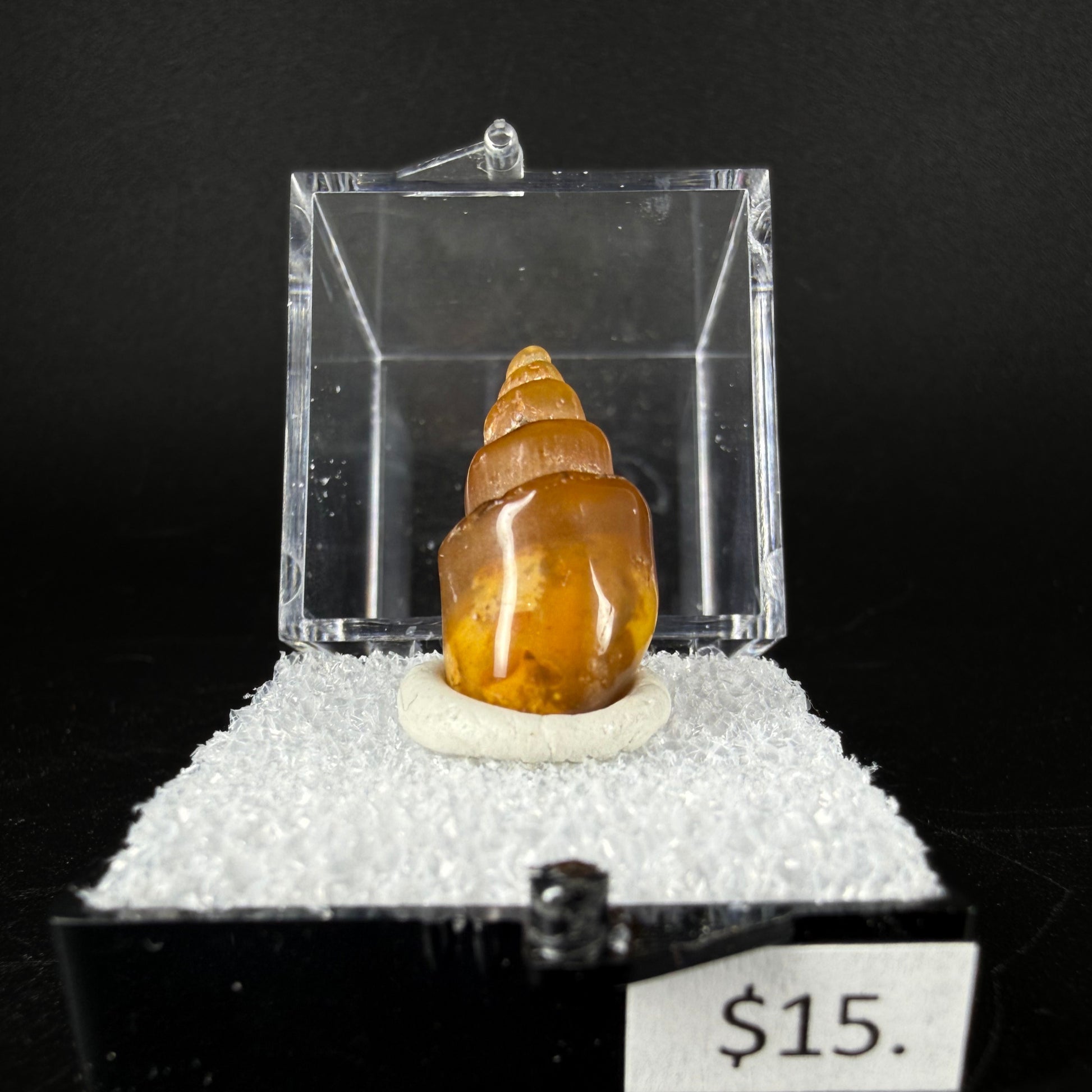 Agate (Replaced Gastropod Shells)