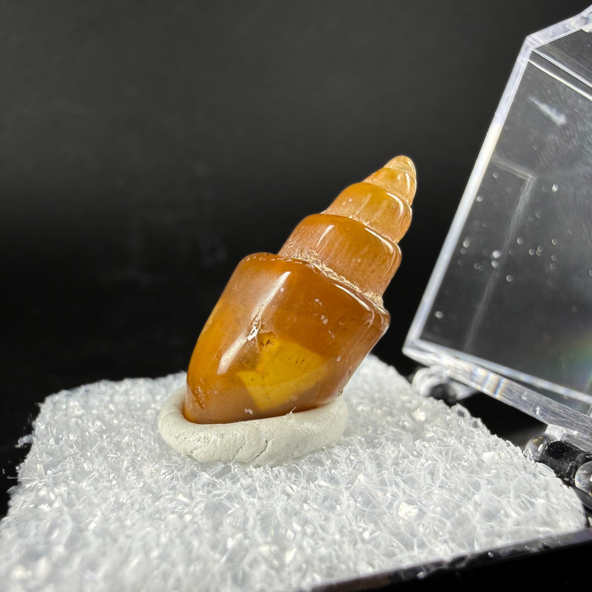 Agate (Replaced Gastropod Shells)