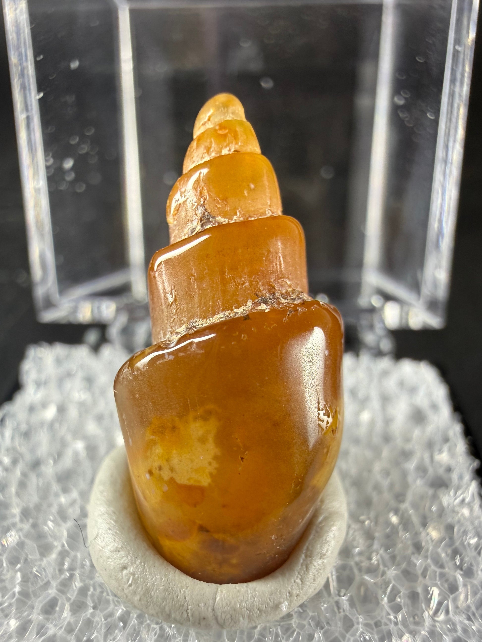 Agate (Replaced Gastropod Shells)