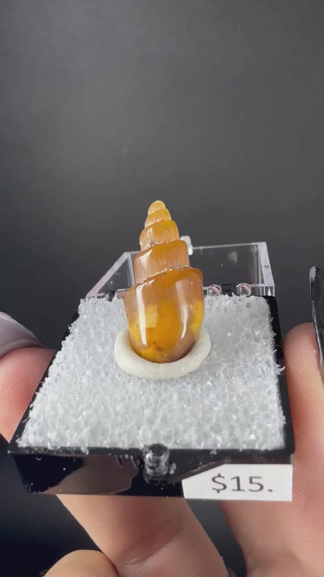 Agate (Replaced Gastropod Shells)