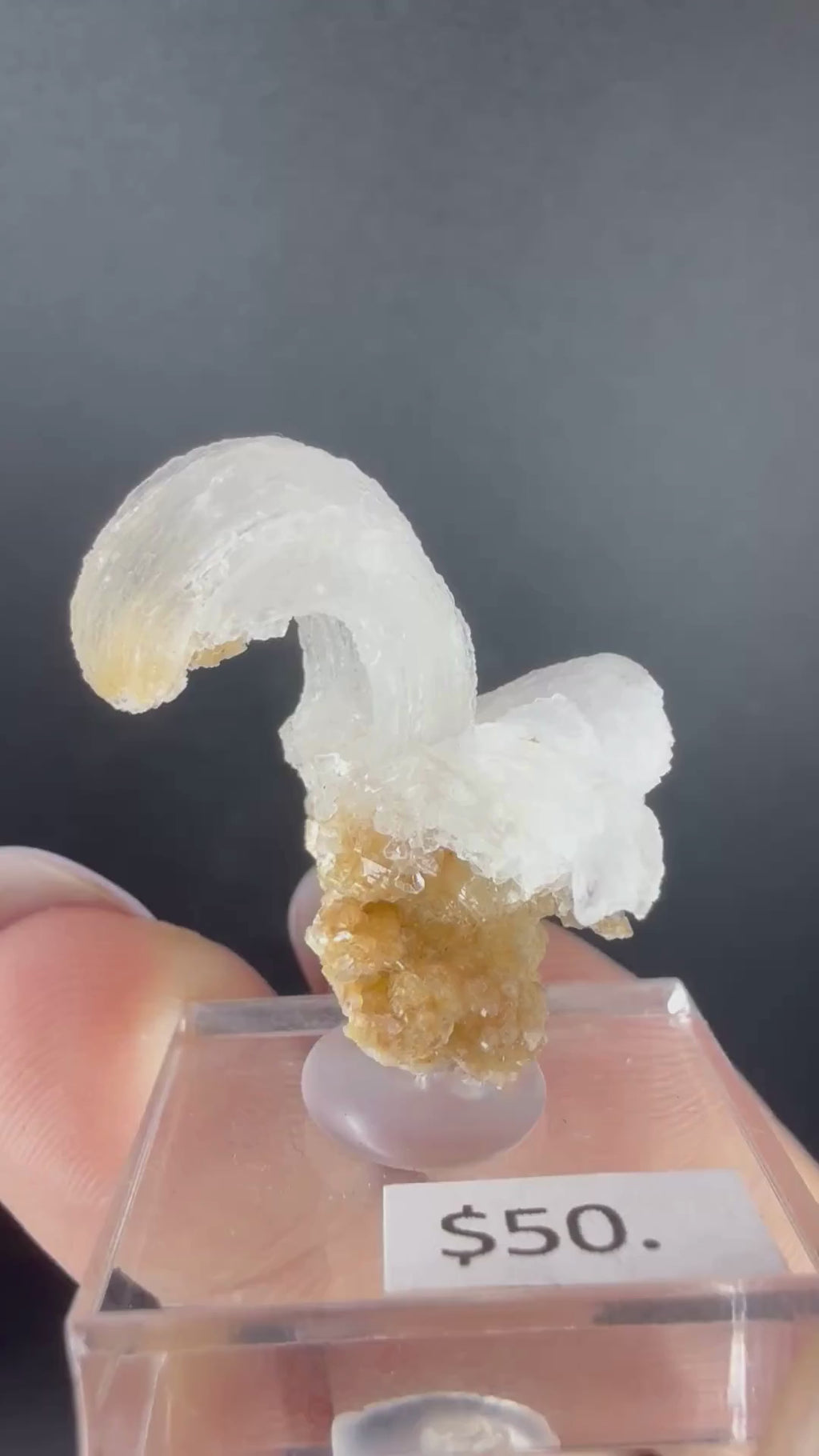 Gypsum Var. Selenite "Ram's Horn"