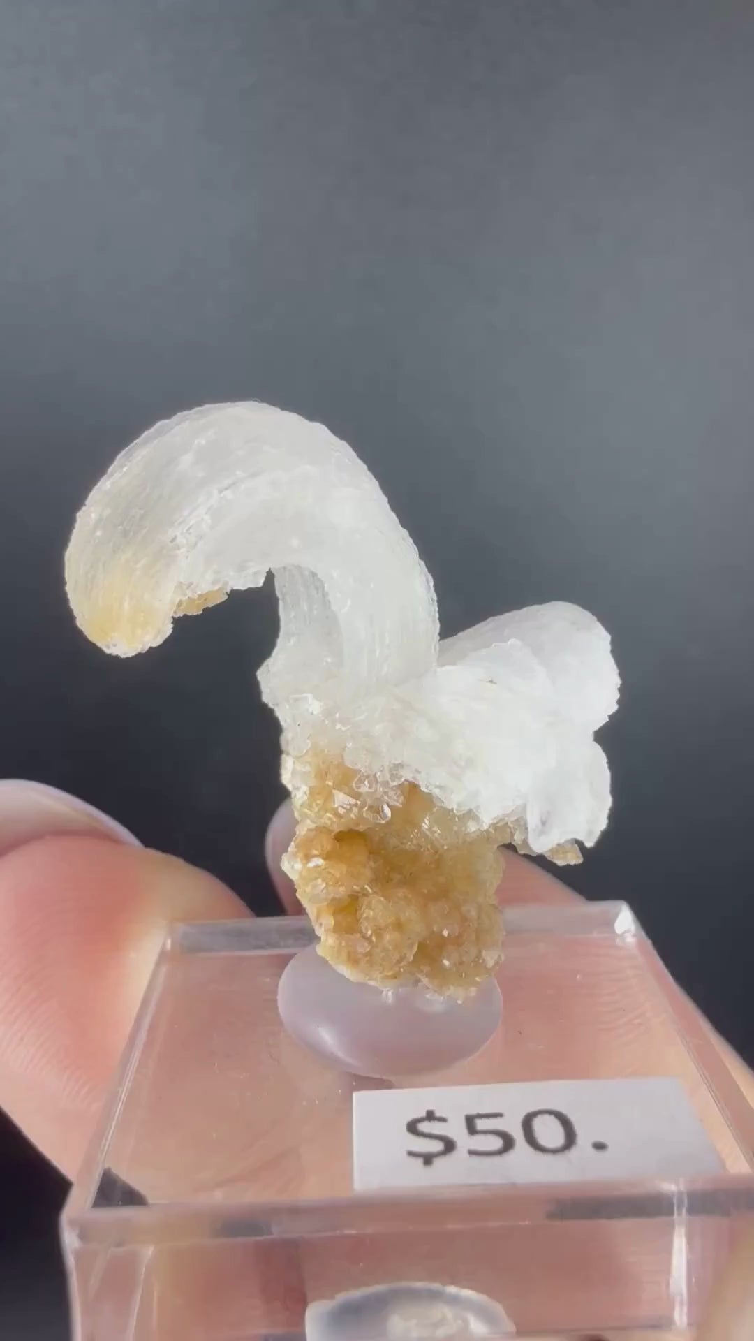 Gypsum Var. Selenite "Ram's Horn"