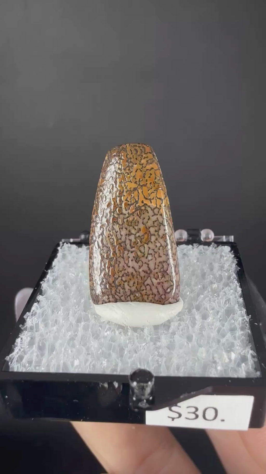 Fossil Dinosaur Bone