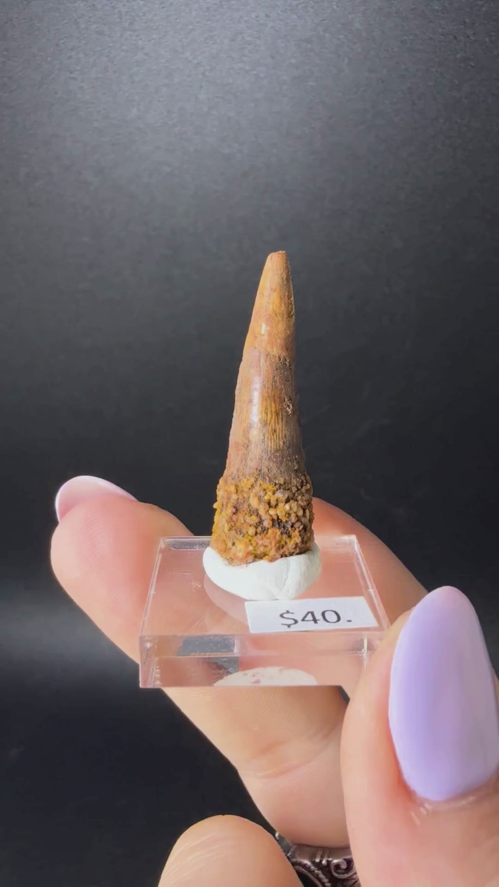 Spinosaurus Tooth (Spinosaurus Aegyptiacus)