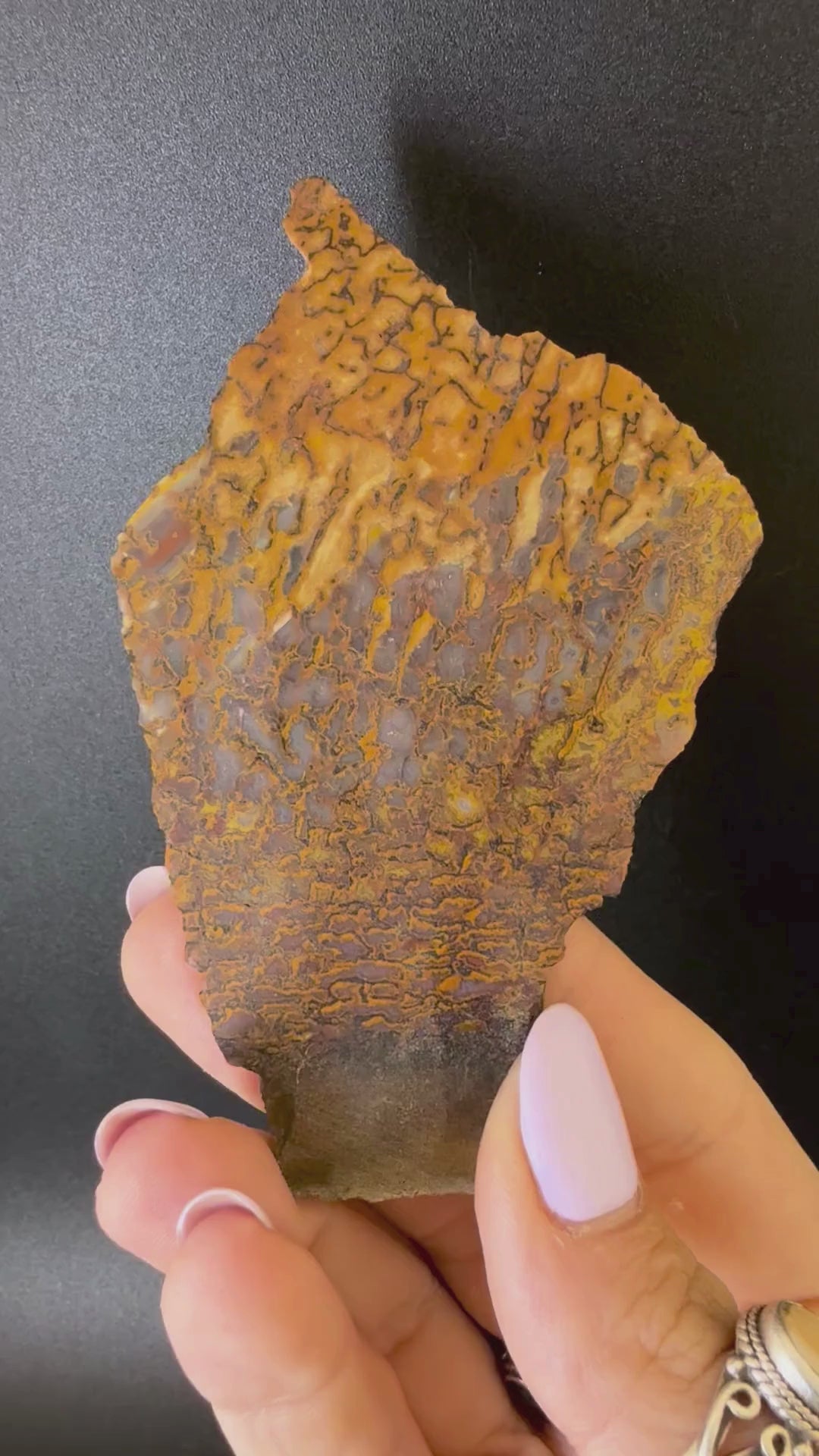 Fossil Dino Bone